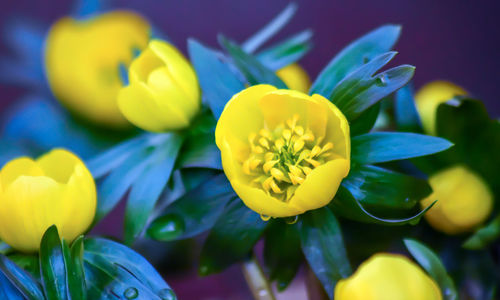 Close-up of yellow flowering plant