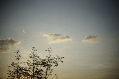 Low angle view of silhouette tree against sky