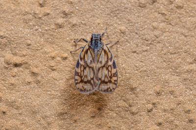 Close-up of insect on sand