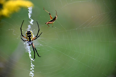 Close-up of spider on web