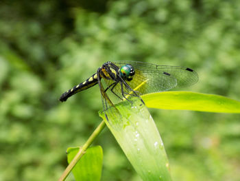 Close-up of dragonfly on wet leaf