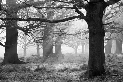 Trees in forest