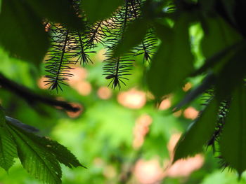 Close-up of pine tree