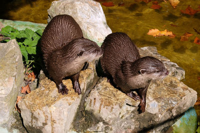 High angle view of ducks on rock