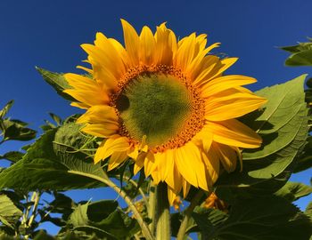 Low angle view of sunflower