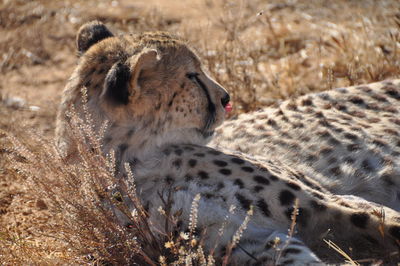 Close-up of giraffe