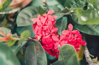 Close-up of pink flowering plant