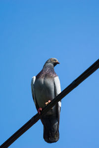 Low angle view of pigeon perching on metal against sky