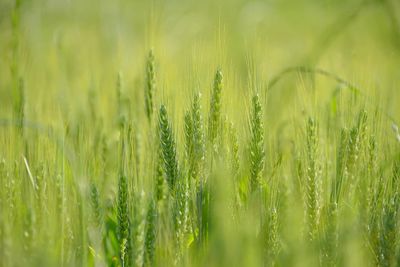 Close-up of wheat growing on field