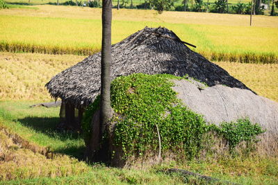 Scenic view of agricultural field