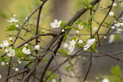 Close-up of white flowering plant