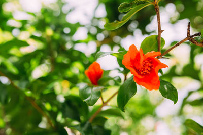 Close-up of red flowering plant