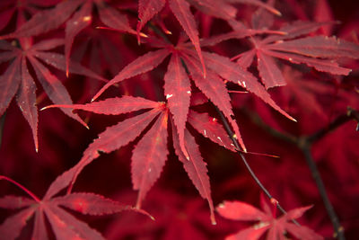 Full frame shot of red maple leaves