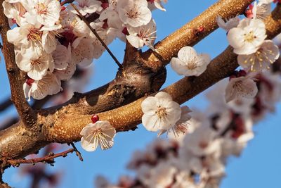 Low angle view of flowers on tree