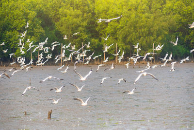 Flock of birds flying over sea