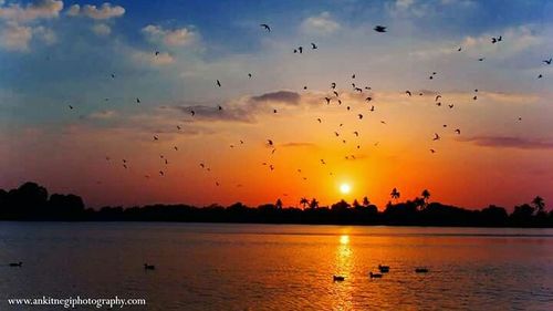 Flock of birds flying over sea