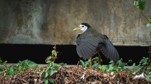 Close-up of a bird