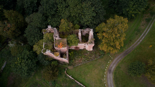 High angle view of trees in forest