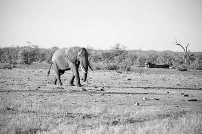 View of elephant standing on field against sky