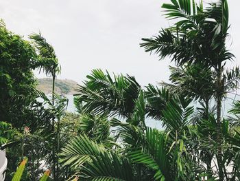 Low angle view of palm trees against sky