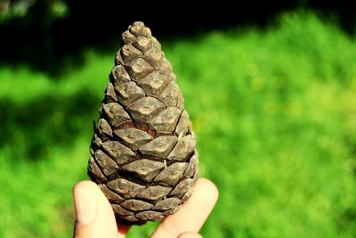 Cropped hand holding pine cone against grassy field