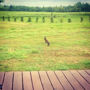 View of a bird on land