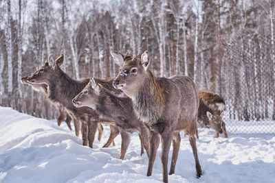 A few spotted deer on a farm on a background of winter forest.