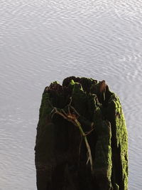 Close-up of rock by water