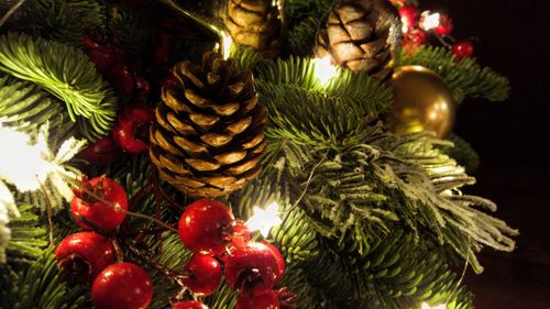 Close-up of christmas tree