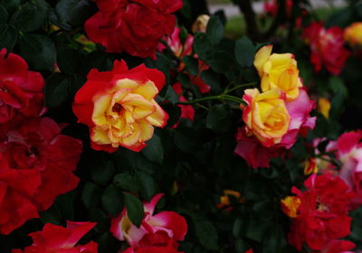 Close-up of red flowers blooming outdoors