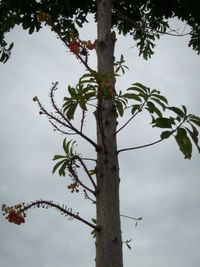Low angle view of tree branches