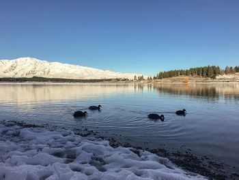 Ducks swimming in lake during winter