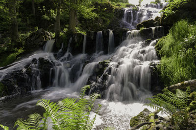 Scenic view of waterfall in forest