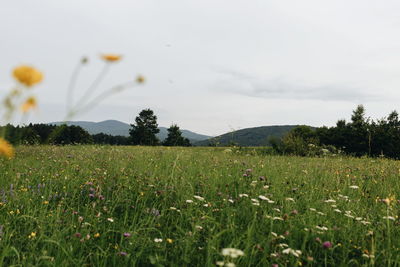 Scenic view of grassy field against sky