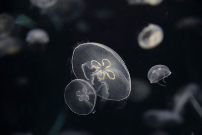 Close-up of jellyfish swimming in sea