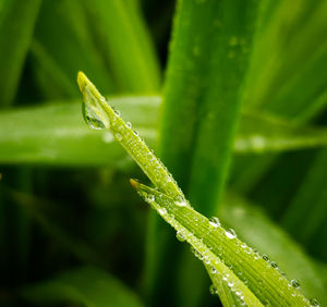 Close-up of dew drops on grass