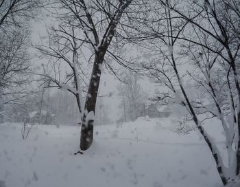 Snow covered trees in winter