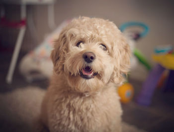 Close-up portrait of dog at home