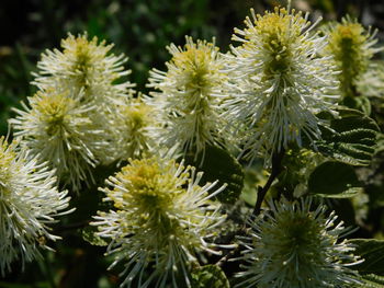 Close-up of succulent plant