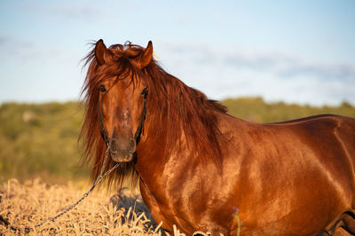 Horse in the field