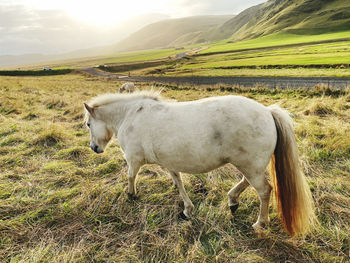 Horse standing on field farm icelander sun green grass holiday animal travel destination sun 