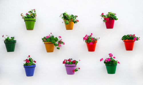 Potted plants on table