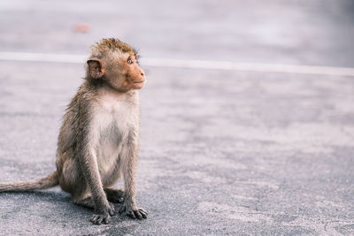 Close-up of monkey looking away