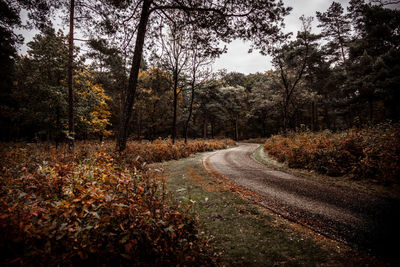 Road amidst trees in forest during autumn