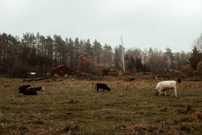 Cows grazing in a field