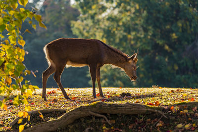 Nara park and deer in the autumn season