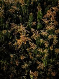 Full frame shot of plants growing on field