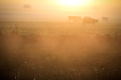 Silhouette cows grazing on field during sunrise in foggy weather