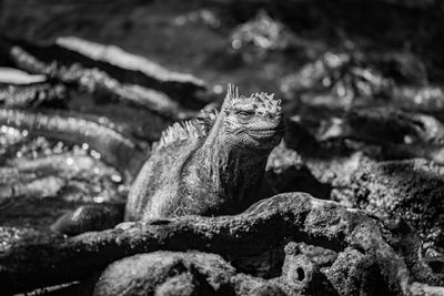 Mono marine iguana among roots facing camera