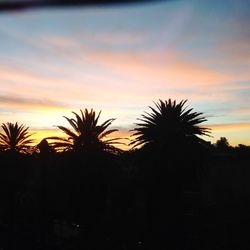 Silhouette of palm trees at sunset